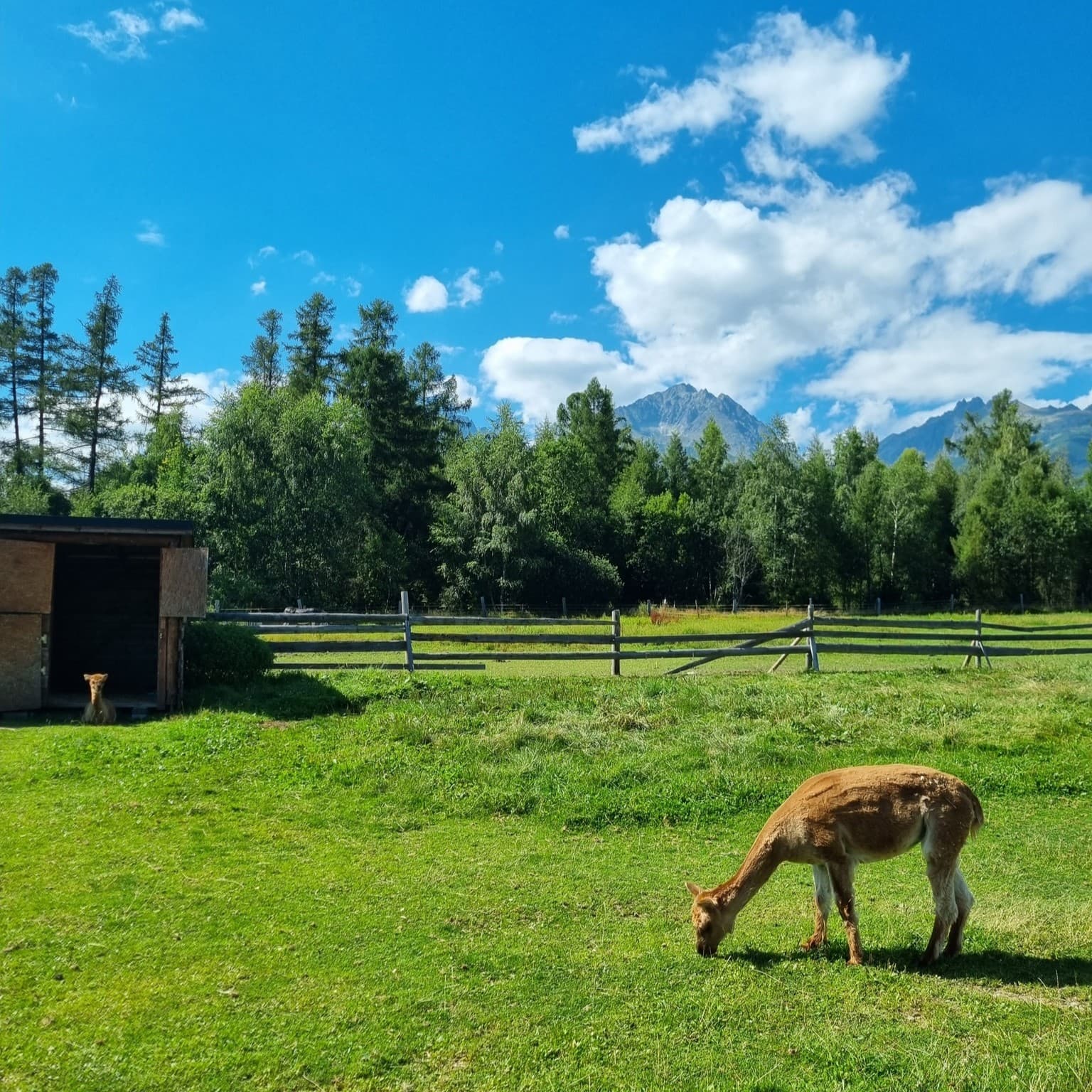 Animal park - Zveropark v Gerlachove