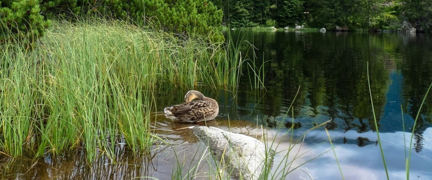 https://aplend.hotelion.sk/admin/data/object/472_jamske-pleso-1-1400x1050.jpg