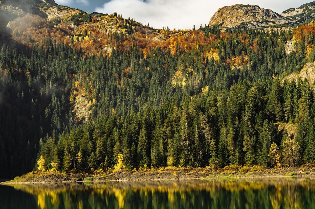 10% zľava na stromček v Tatrách